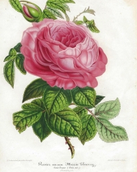 Original coloured lithography<br />
from: "Nouvelle Iconographie des Camellias contenant les figures et la description des plus rares, des plus nouvelles et des plus belles varietes de ce genre."<br />
Ambroise Verschaffelt, 1851.<br />
