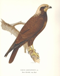 Original coloured lithograph <br />
from: Svenska Fglar. Efter naturen och pa sten ritade<br />
Magnus Wilhelm Ferdinand von Wright , 1927. 