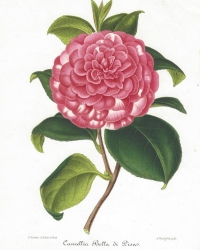 Original coloured lithography<br />
from: "Nouvelle Iconographie des Camellias contenant les figures et la description des plus rares, des plus nouvelles et des plus belles varietes de ce genre."<br />
Ambroise Verschaffelt, 1851. 