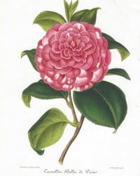 Original coloured lithography<br />
from: "Nouvelle Iconographie des Camellias contenant les figures et la description des plus rares, des plus nouvelles et des plus belles varietes de ce genre."<br />
Ambroise Verschaffelt, 1851. 