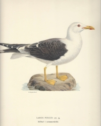 Original-Chromolithographie, <br />
aus: Svenska Fåglar. Efter naturen och pa sten ritade<br />
Magnus Wilhelm Ferdinand von Wright, 1927.<br />
