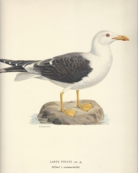 Original coloured lithograph, <br />
from: Svenska Fglar. Efter naturen och pa sten ritade<br />
Magnus Wilhelm Ferdinand von Wright, 1927<br />
