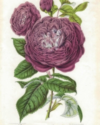 Original coloured lithography<br />
from: "Nouvelle Iconographie des Camellias contenant les figures et la description des plus rares, des plus nouvelles et des plus belles varietes de ce genre."<br />
Ambroise Verschaffelt, 1851..<br />
