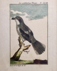 Kupferstich aus: Herrn von Buffons "Naturgeschichte der Vögel", 1786