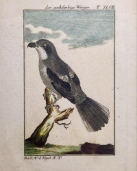 copperengraving from: Herrn von Buffons "Naturgeschichte der Vgel", 1786