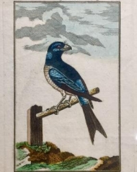 Kupferstich aus: Herrn von Buffons "Naturgeschichte der Vgel", 1786